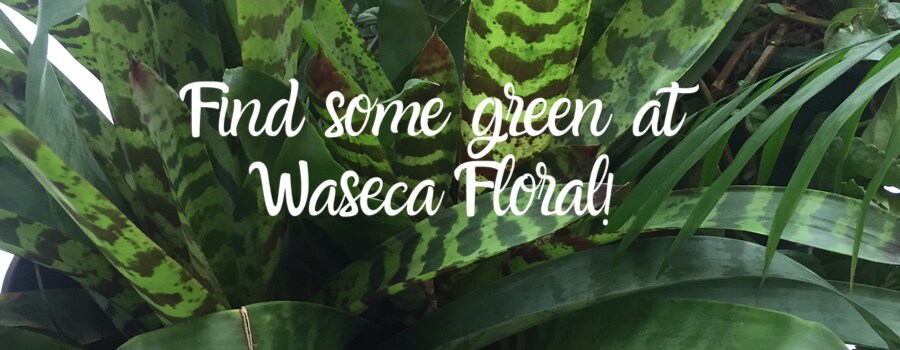 Flower Delivery to Waseca by Waseca Floral